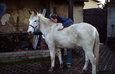 Maultierwallach Kaschmiri