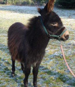 Rocky ist ein kleiner Eselwallach