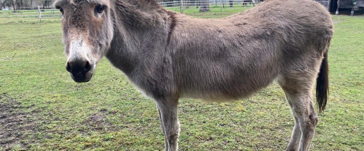 Gemeinsam für Paula – Jede Spende hilft ihrer Genesung❤️