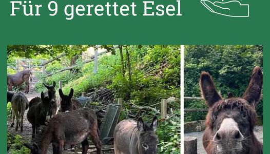 9 Esel in Not – Vernachlässigt und dringend auf Hilfe angewiesen!