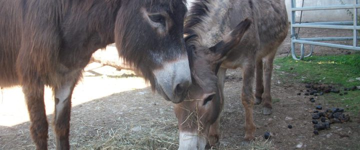 Paula und Hazel – zwei der 9 geretteten Esel