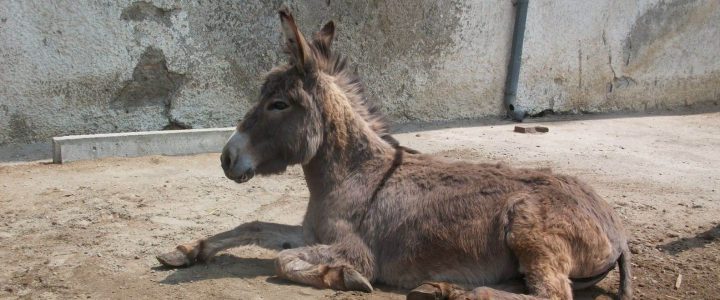 Paula und Ezel – zwei der 9 geretteten Esel Paula und Ezel – zwei der 9 geretteten Esel
