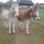 Flikka und Luthy