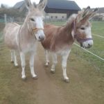 Flikka und Luthy