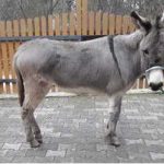 Florian