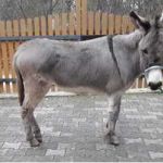 Florian
