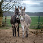 Hansel und Josef