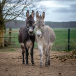 Hansel und Josef