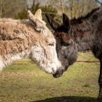 Ricardo und Siggy