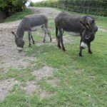 Romeo und Piefke