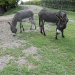 Romeo und Piefke