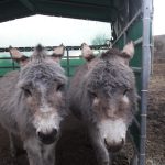 Anton und Alfred