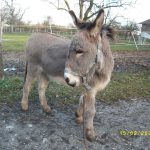 Ferdinand