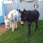 Gottlieb und Moses