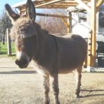 Joep
