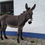 Oskar