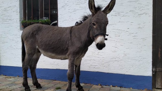 Oskar