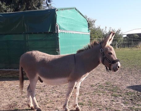 Willi