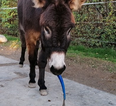 Alfons