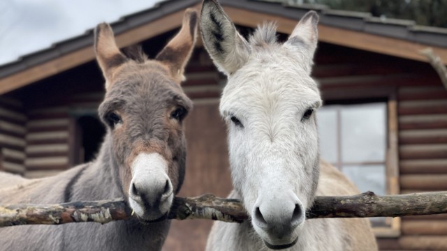Arthur und Melodie