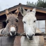 Arthur und Melodie