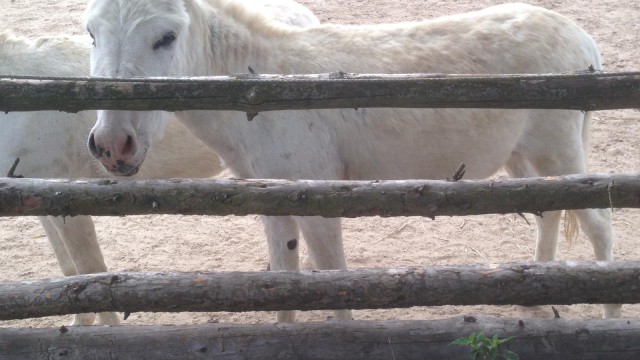 Willi