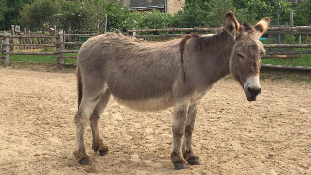 Liese