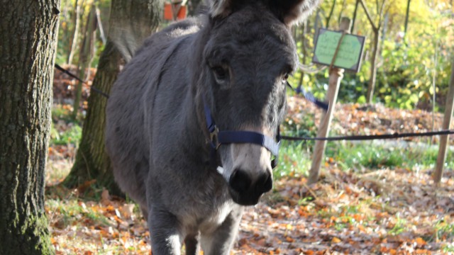 Fridolin