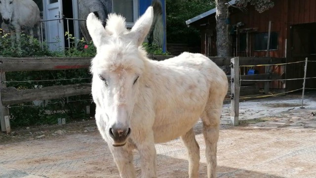 Blümchen