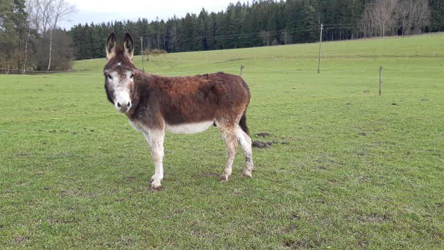 Pino