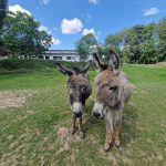 Max und Moritz