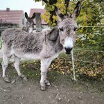 Evi